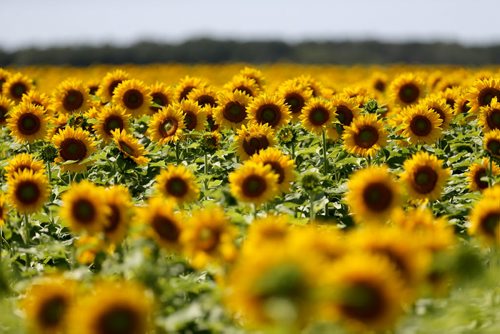 Sunflowers on Highway 8, north of Highway 67, Saturday, August, 8, 2015. (TREVOR HAGAN/WINNIPEG FREE PRESS)