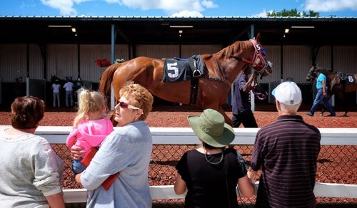 My Secret Cause is paraded in front of the crowd before the first race of the day at Assiniboina Downs during Manitoba Derby day.  150803 August 03, 2015 MIKE DEAL / WINNIPEG FREE PRESS