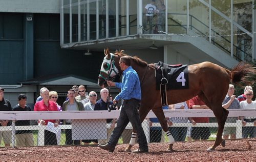 'Saras Lad' is paraded in front of the crowd before the first race of the day at Assiniboina Downs during Manitoba Derby day.  150803 August 03, 2015 MIKE DEAL / WINNIPEG FREE PRESS