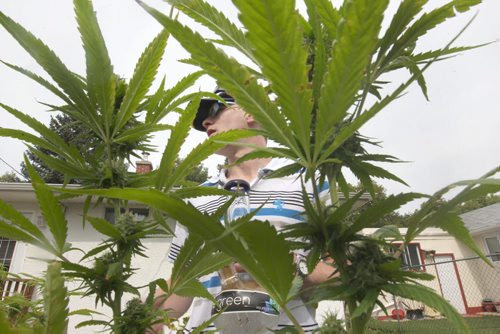 Steven Stairs was a client at the pot shop the cops shut down yesterday on Main St run by Allan Price, not pictured- Stairs has glaucoma and has 4 % vision and also has a license to smoke and to grow pot. He stands with his marijuana plants in his backyard Wednesday- See Alex Paul story-Aug 05, 2015   (JOE BRYKSA / WINNIPEG FREE PRESS)