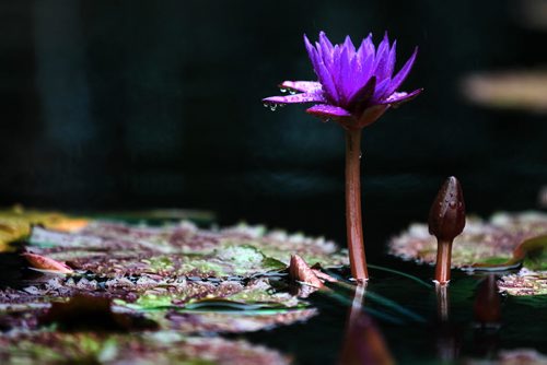 After a downpour of rain Wednesday droplets of water collect on the petals of a  deep, purple water lily  in the Leo Mol Sculpture Garden.  Standup photo  Aug 5, 2015 Ruth Bonneville / Winnipeg Free Press