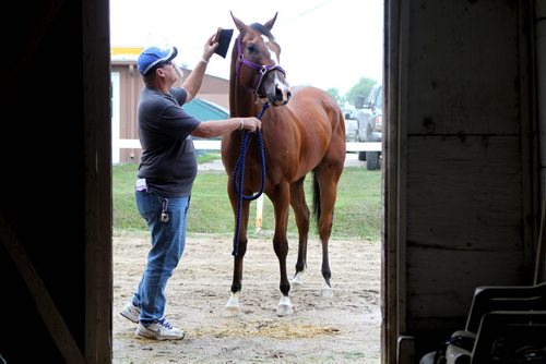 Leading percentage trainer, Jared Brown and his horse Holiday Maker won a stake on Derby Day. See George Williams story.   Aug 6, 2015 Ruth Bonneville / Winnipeg Free Press