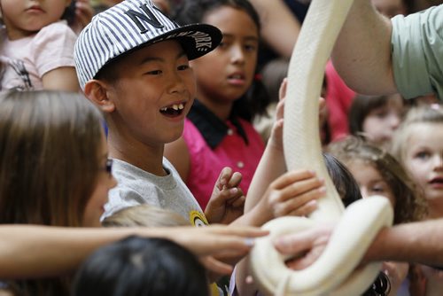 August 9, 2015 - 150803  -  Deion Liu, 7, and other children get excited when touching a snake during Safari Jeff McKay show at Kildonan Place Sunday, August 9, 2015. McKay received a ticket from the city of Winnipeg for possessing exotic animals within the city. John Woods / Winnipeg Free Press