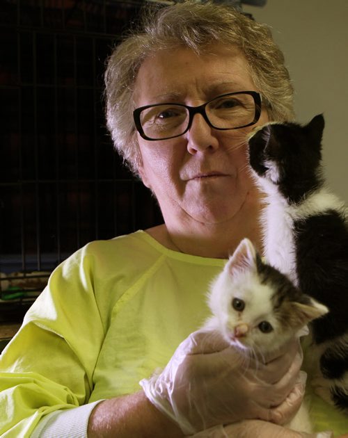 Lynne Scott, Executive Director of Craig Street Cats, holds  1 month old ,healthy and happy, kittens (Dandy - white, left & Doodle - b/w, right), in her arms at her cat rescue on St. James Street.  These kitten's did not get the feline parvovirus, a disease that took the lives of 45 felines in the past few weeks.    See Ashley Prest story.  Aug 12, 2015 Ruth Bonneville / Winnipeg Free Press