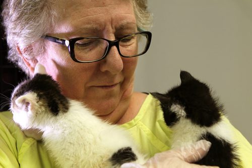 Lynne Scott, Executive Director of Craig Street Cats, holds  1 month old ,healthy and happy, kittens (Dandy - white, left & Doodle - b/w, right), in her arms at her cat rescue on St. James Street.  These kitten's did not get the feline parvovirus, a disease that took the lives of 45 felines in the past few weeks.    See Ashley Prest story.  Aug 12, 2015 Ruth Bonneville / Winnipeg Free Press