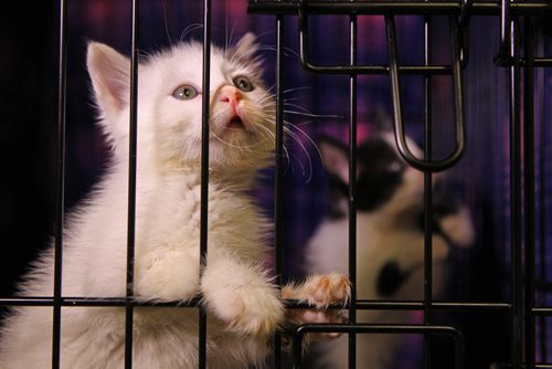 One-month-old playful kittens, Dandy - white, left & Doodle - b/w, right, did not get the feline parvovirus, a disease that took the lives of 45 felines in the past few weeks at Craig Street Cats rescue.   See Ashley Prest story.  Aug 12, 2015 Ruth Bonneville / Winnipeg Free Press