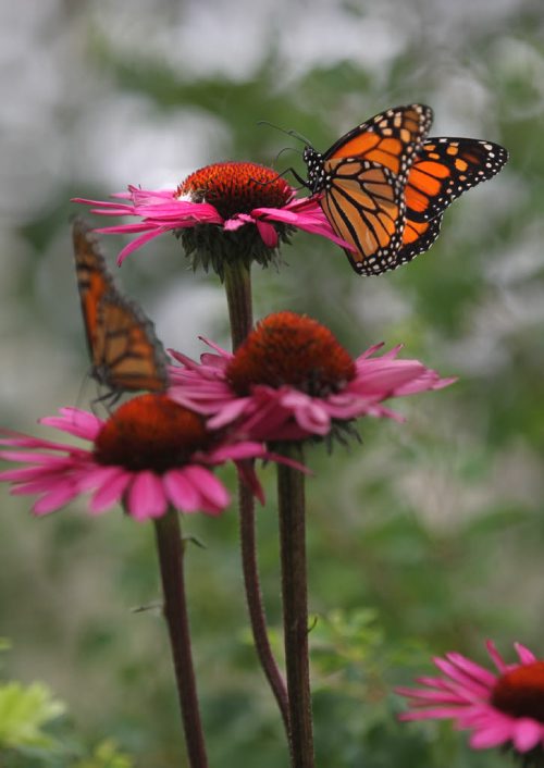 Monarch butterfly's land on flowers in the Shirley Richardson Butterfly Garden at Assiniboine Park Zoo Saturday during Butterfly Safari week. Standup photo.  Aug 14, 2015 Ruth Bonneville / Winnipeg Free Press
