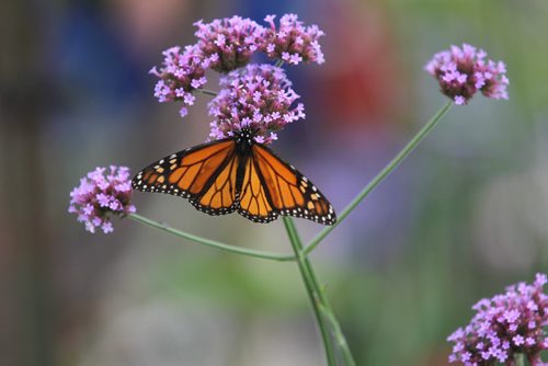 Monarch butterfly's land on flowers in the Shirley Richardson Butterfly Garden at Assiniboine Park Zoo Saturday during Butterfly Safari week. Standup photo.  Aug 14, 2015 Ruth Bonneville / Winnipeg Free Press