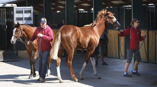 Cam Ziprick holds onto Key to Life and his wife is Sherisse Ziprick with Paint My Ride as the yearlings arrive at the Assiniboia Downs yearling sale barn behind the grandstand. Story by George Williams.  Wayne Glowacki / Winnipeg Free Press August 20 2015