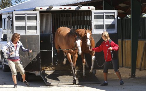At right, Sherisse Ziprick with Paint My Ride and Marcy Wright holds onto Key to Life as the yearlings exit the  trailer at the Assiniboia Downs yearling sale barn behind the grandstand. Story by George Williams.  Wayne Glowacki / Winnipeg Free Press August 20 2015
