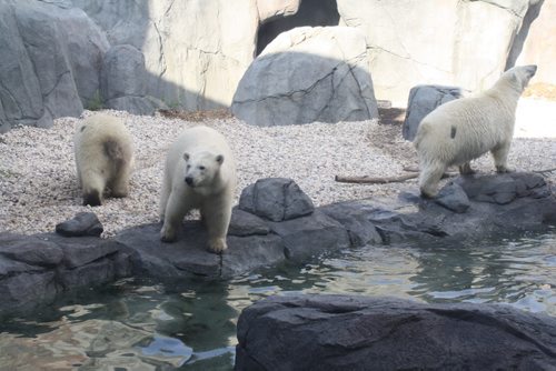 APZ Photo #1: Blizzard, Star and Humphrey explore their new home in Journey to Churchill exhibit at Assiniboine Park Zoo