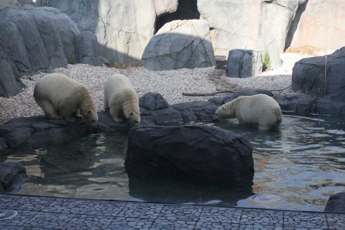 APZ Photo #2: Blizzard, Star and Humphrey explore their new home in Journey to Churchill exhibit at Assiniboine Park Zoo