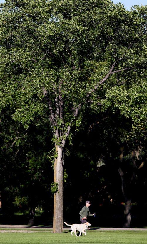 A jogger and his pooch run under a giant American Elm canopy in Assinaboine Park Monday. The tree is one of 230,00 Elms that populate the city. See Sinclair story.  August 24, 2015 - (Phil Hossack / Winnipeg Free Press)