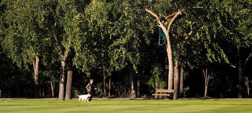 A jogger and his pooch run under a giant American Elm canopy in Assinaboine Park Monday. The trees are some of 230,00 Elms that populate the city. See Sinclair story.  August 24, 2015 - (Phil Hossack / Winnipeg Free Press)