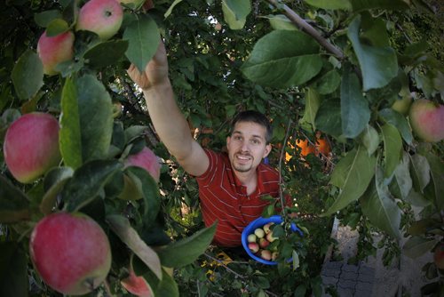 August 25, 2015 - 150825  -  Shannon Richard and his family harvest apples from their backyard tree Tuesday, August 25, 2015. John Woods / Winnipeg Free Press