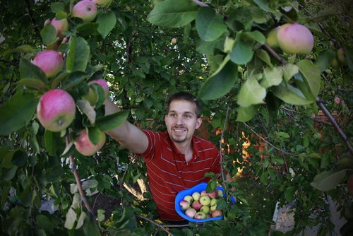 August 25, 2015 - 150825  -  Shannon Richard and his family harvest apples from their backyard tree Tuesday, August 25, 2015. John Woods / Winnipeg Free Press