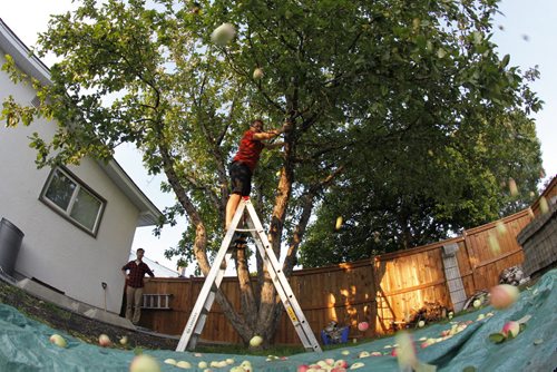 August 25, 2015 - 150825  -  Shannon Richard's family and friends harvest apples by shaking their backyard tree Tuesday, August 25, 2015. John Woods / Winnipeg Free Press