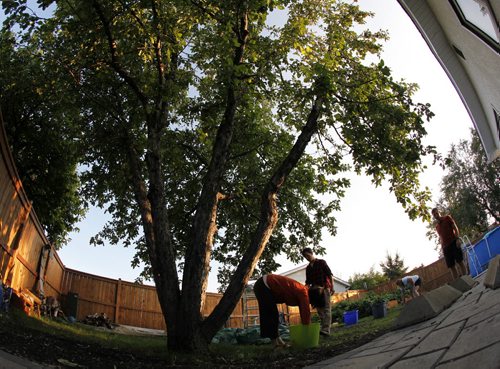 August 25, 2015 - 150825  -  Shannon Richard's family and friends harvest apples from their backyard tree Tuesday, August 25, 2015. John Woods / Winnipeg Free Press