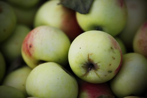 August 25, 2015 - 150825  -  Shannon Richard and his family harvest apples from their backyard tree Tuesday, August 25, 2015. John Woods / Winnipeg Free Press