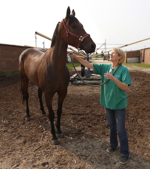Trainer Connie Clauson with horse Kenton in the stable area at the  Assiniboia Downs backstretch. Small time owner/trainer with good Manitoba bred horse. Wayne Glowacki / Winnipeg Free Press August 27   2015