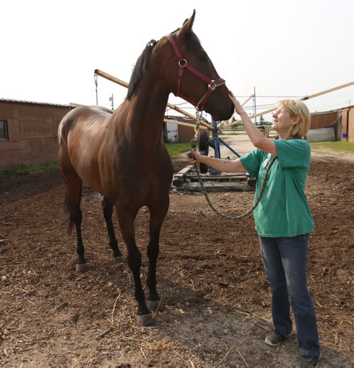 Trainer Connie Clauson with horse Kenton in the stable area at the  Assiniboia Downs backstretch. Small time owner/trainer with good Manitoba bred horse.  Wayne Glowacki / Winnipeg Free Press August 27   2015