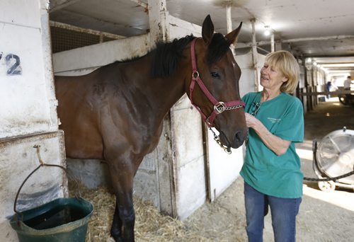 Trainer Connie  Clauson with horse Kenton in the stable area at the  Assiniboia Downs backstretch. Small time owner/trainer with good Manitoba bred horse.  Wayne Glowacki / Winnipeg Free Press August 27   2015