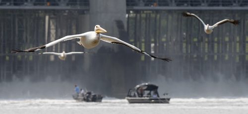 American White Pelicans fly north from the St. Andrews Lock and Dam in Lockport Mb.   Ashley Prest story Wayne Glowacki / Winnipeg Free Press August 28   2015