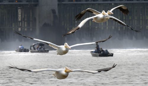 American White Pelicans fly north from the St. Andrews Lock and Dam in Lockport Mb.   Ashley Prest story Wayne Glowacki / Winnipeg Free Press August 28   2015