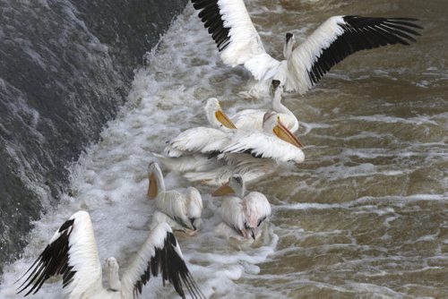 American White Pelicans search for fish near the fish ladder by the St. Andrews Lock and Dam in Lockport Mb.   Ashley Prest story Wayne Glowacki / Winnipeg Free Press August 28   2015