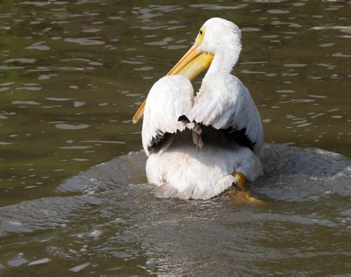 An injured lone American White Pelican that may have been caught in up fishing line earlier swims along the  shore in the Red River north of the St. Andrews Lock and Dam in Lockport.Mb.    Ashley Prest story Wayne Glowacki / Winnipeg Free Press August 28  2015