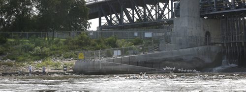 Anglers along the Red River and American White Pelicans swimming  near the fish ladder of the St. Andrews Lock and Dam..  Ashley Prest story Wayne Glowacki / Winnipeg Free Press August 28  2015