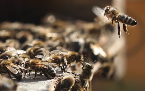 James Pattersons bees on Hazelridge Road in the municipality of Springfield- Bee returns to hive- See J Bryksa 49.8 Bee photo story - Aug 31, 2015   (JOE BRYKSA / WINNIPEG FREE PRESS)
