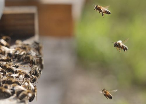 James Pattersons bees on Hazelridge Road in the municipality of Springfield- Bees returns to hive after collecting nector- See J Bryksa 49.8 Bee photo story - Aug 31, 2015   (JOE BRYKSA / WINNIPEG FREE PRESS)