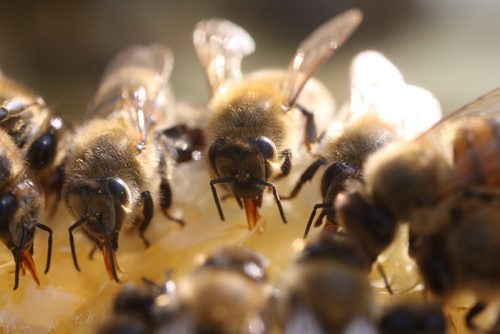 James Pattersons bees on Hazelridge Road in the municipality of Springfield- Bees use their tongues to eat honey in hive after being smoked by Patterson - See J Bryksa 49.8 Bee photo story - Aug 31, 2015   (JOE BRYKSA / WINNIPEG FREE PRESS)