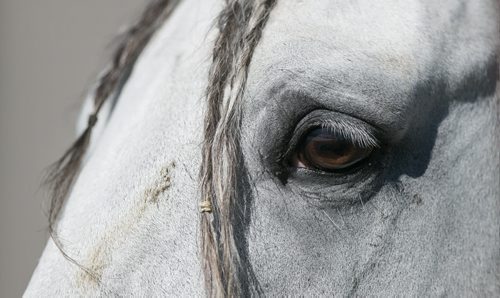 A local farm is hosting the 65 horses that are the stars of the upcoming Cavalia Odysseo show as they wait for their stable to be built at the big tent set up off of Route 90 in south Winnipeg. 150901 - Tuesday, September 01, 2015 -  MIKE DEAL / WINNIPEG FREE PRESS