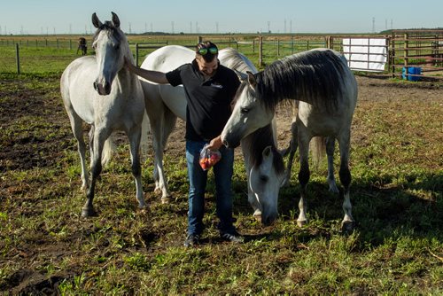 Cavalia's artistic and equestrian operations director, Marc-Olivier Leprohon, with a few of the horses. A local farm is hosting the 65 horses that are the stars of the upcoming Cavalia Odysseo show as they wait for their stable to be built at the big tent set up off of Route 90 in south Winnipeg. 150901 - Tuesday, September 01, 2015 -  MIKE DEAL / WINNIPEG FREE PRESS