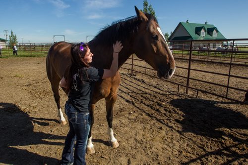 A local farm is hosting the 65 horses that are the stars of the upcoming Cavalia Odysseo show as they wait for their stable to be built at the big tent set up off of Route 90 in south Winnipeg. 150901 - Tuesday, September 01, 2015 -  MIKE DEAL / WINNIPEG FREE PRESS