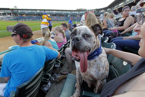 A dog named Arlo with tongue out at the Goldeyes Game tonight. Owner Alysia Maksymowycz took the pup to the ball game.  Winnipeg Goldeyes Baseball Club and the Winnipeg Pet Show are proud to present Bark in the Park, a special event where fans are invited to bring their dogs to watch the game! BORIS MINKEVICH / WINNIPEG FREE PRESS PHOTO Sept. 1, 2015