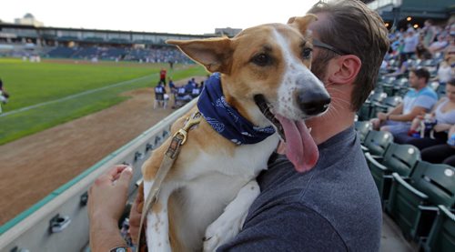 Chris Loeppky took his rescue 2 year old pup named Meg to the ball game.  Winnipeg Goldeyes Baseball Club and the Winnipeg Pet Show are proud to present Bark in the Park, a special event where fans are invited to bring their dogs to watch the game! BORIS MINKEVICH / WINNIPEG FREE PRESS PHOTO Sept. 1, 2015