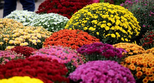 Flowers for sale from Glenlea Greenhouses at the St.Norbert Farmers Market, Saturday, September 5, 2015. (TREVOR HAGAN/WINNIPEG FREE PRESS)