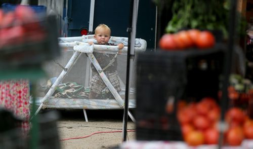 Weston Funk looks on from his family's booth at the St.Norbert Farmers Market, Saturday, September 5, 2015. (TREVOR HAGAN/WINNIPEG FREE PRESS)