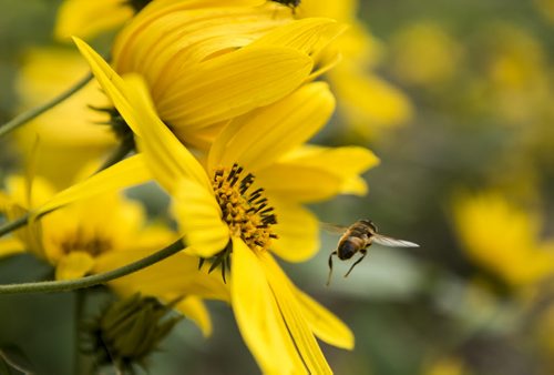 DAVID LIPNOWSKI / WINNIPEG FREE PRESS 150905 September 5, 2015  A bee buzzes around a flower in the Sherbrook Community Garden Saturday September 5, 2015