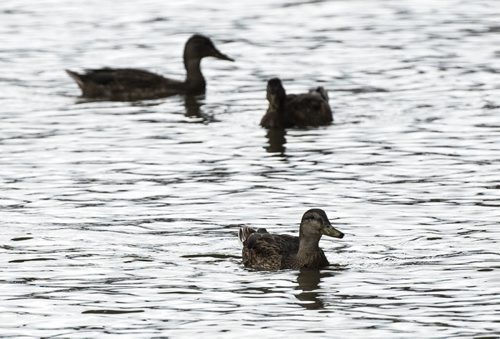 DAVID LIPNOWSKI / WINNIPEG FREE PRESS 150905 September 5, 2015  Ducks swim around the Forks Saturday September 5, 2015