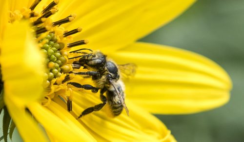 DAVID LIPNOWSKI / WINNIPEG FREE PRESS 150905 September 5, 2015  A bee buzzes around a flower in the Sherbrook Community Garden Saturday September 5, 2015