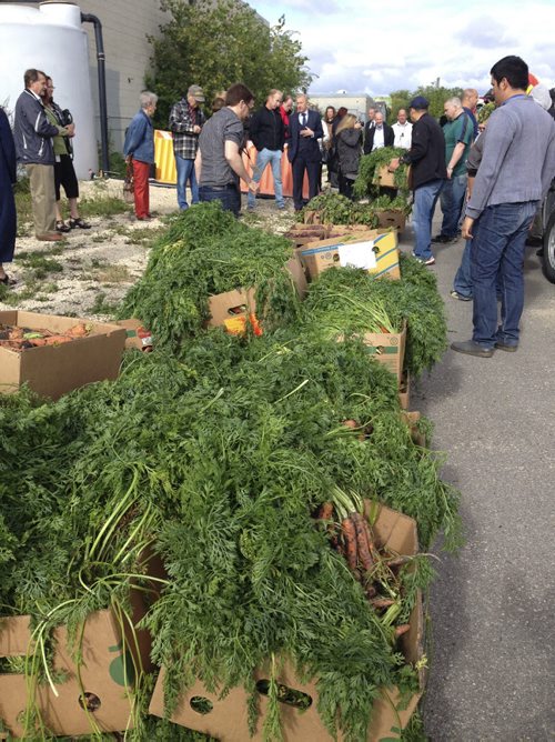 Some of the hundreds of pounds of vegetables dropped off at Winnipeg Harvest for the third annual Grow-A-Row business challenge spearheaded by Wpg Airports Authority  Sept.10/2015 Kevin Rollason / Winnipeg Free Press
