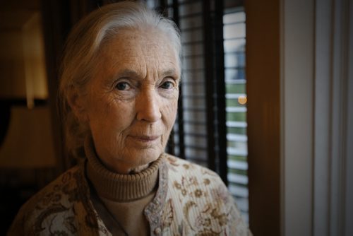 September 10, 2015 - 150910 - Jane Goodall is photographed in a downtown Winnipeg Hotel Thursday, September 10, 2015.  John Woods/Winnipeg Free Press