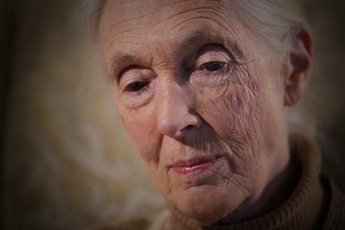 September 10, 2015 - 150910 - Jane Goodall is photographed in a downtown Winnipeg Hotel Thursday, September 10, 2015.  John Woods/Winnipeg Free Press