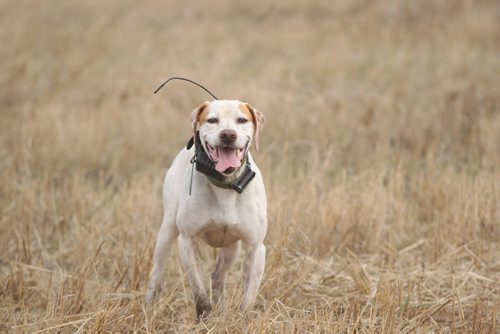 Colvin  Daviss English pointer bird dog Dutch takes a break after working the fields at the Broomhill, Manitoba farm - See Bill Redekop 49.8 English pointer feature- Sept 01, 2015   (JOE BRYKSA / WINNIPEG FREE PRESS)