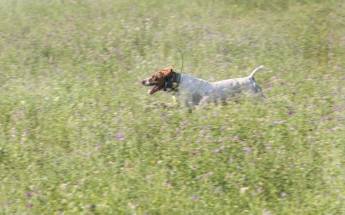 Colvin Daviss English pointer bird dog Cooper works the fields at the Broomhill, Manitoba farm Home of the Broomhill bird dog field trials-  See Bill Redekop 49.8 English pointer feature- Sept 01, 2015   (JOE BRYKSA / WINNIPEG FREE PRESS)