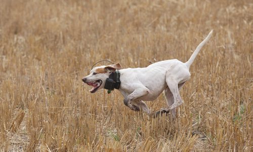 Colvin  Daviss English pointer dog Dutch working the fields of  Broomhill, Manitoba farm - See Bill Redekop 49.8 English pointer feature- Sept 01, 2015   (JOE BRYKSA / WINNIPEG FREE PRESS)